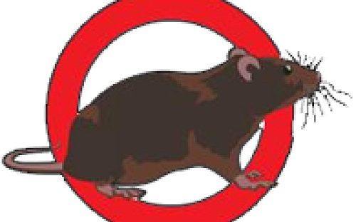 Một số cách diệt chuột mà bạn nên biết