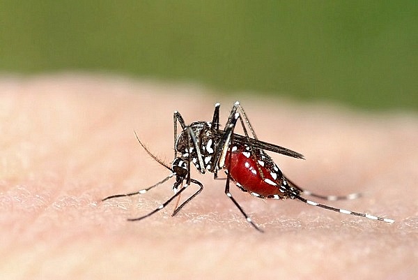 Sinh vật gây hại: Muỗi