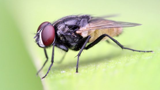 Làm Thế Nào Để Tiêu Diệt Muỗi Khu Vực Làm Việc