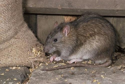 Bí quyết chọn dịch vụ bắt chuột tại nhà uy tín