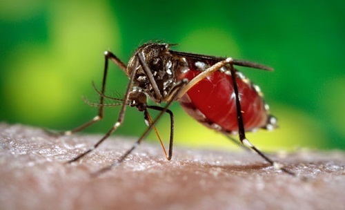 Tác hại của loài muỗi và cách phòng chống
