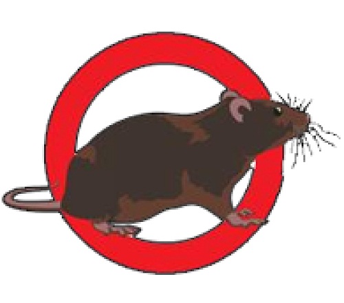 Dịch vụ diệt chuột uy tín Bình Đan