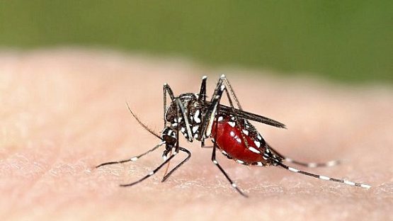 Sinh vật gây hại: Muỗi