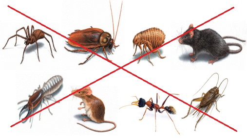 Hướng dẫn diệt côn trùng gây hại trong nhà