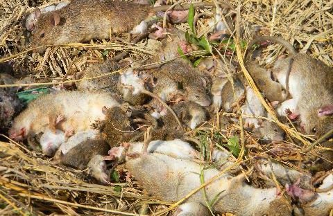 Cách diệt chuột tận gốc bằng bã sinh học khiến chuột chết hàng loạt