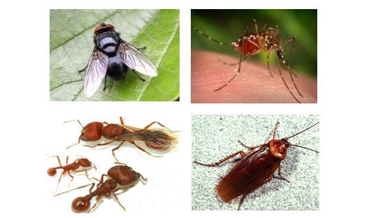 Nguy cơ đến từ các loài côn trùng gây hại