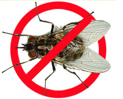 Diệt ruồi để tránh gặp phải những mối nguy hiểm